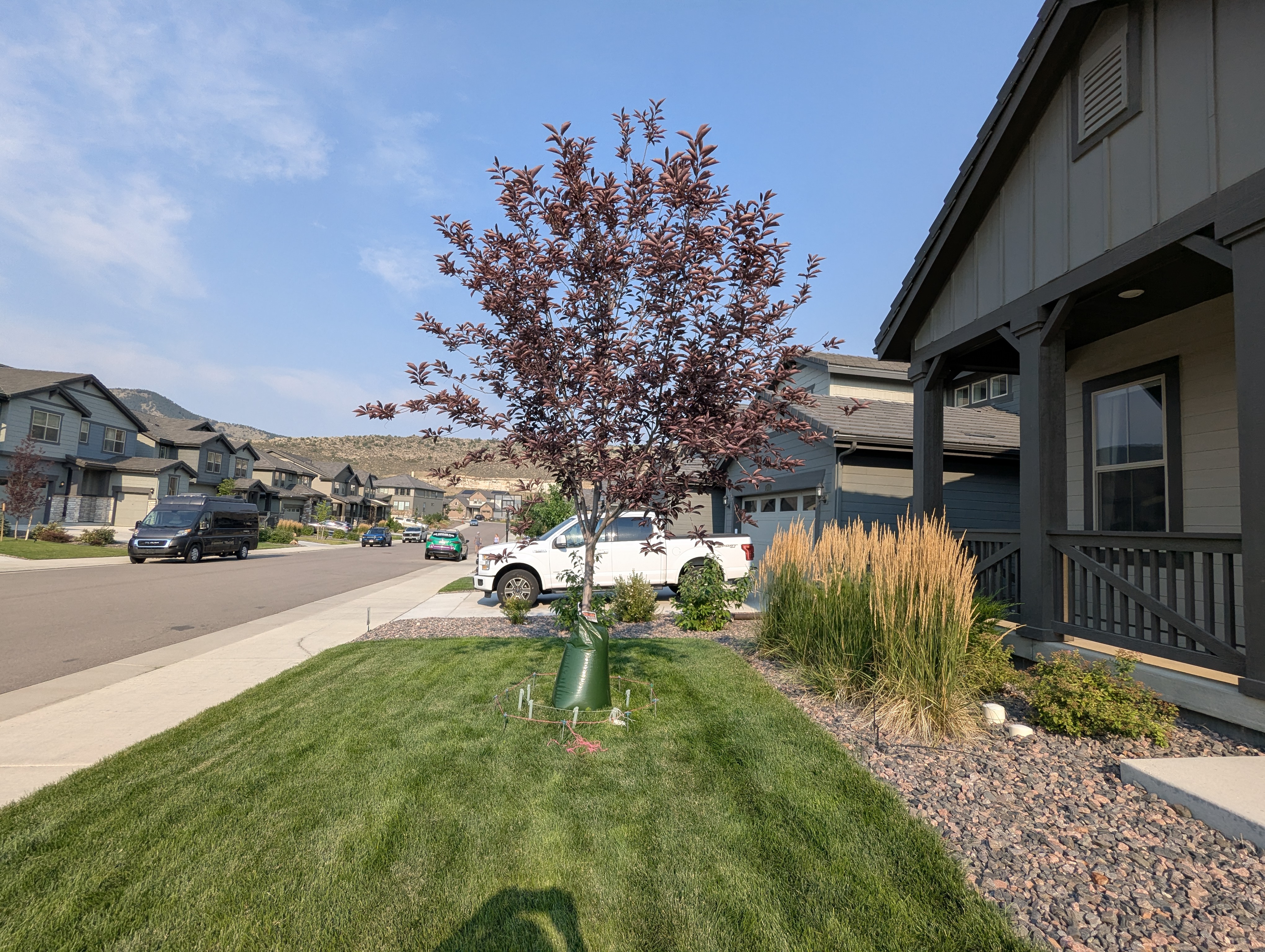 Tree Ring, Home Improvement, Morrison, Colorado